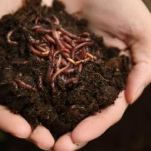 Una Vaina Verde - Lombrices - Composting Worms3